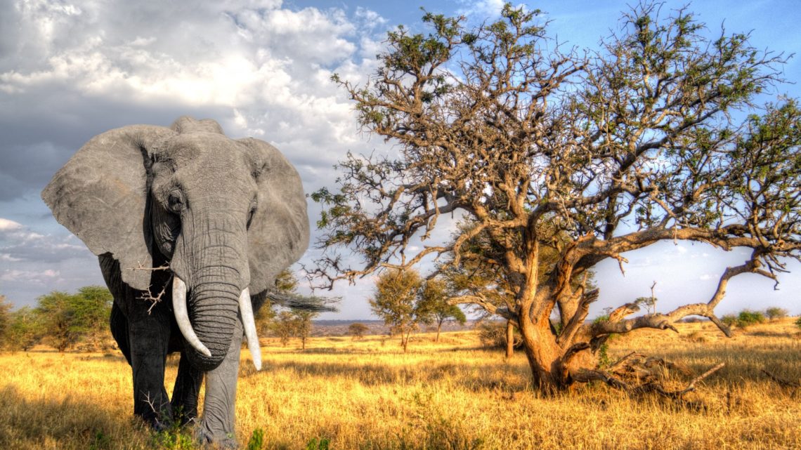 Safari in Tanzania: una guida pratica Safari in Tanzania: una guida pratica