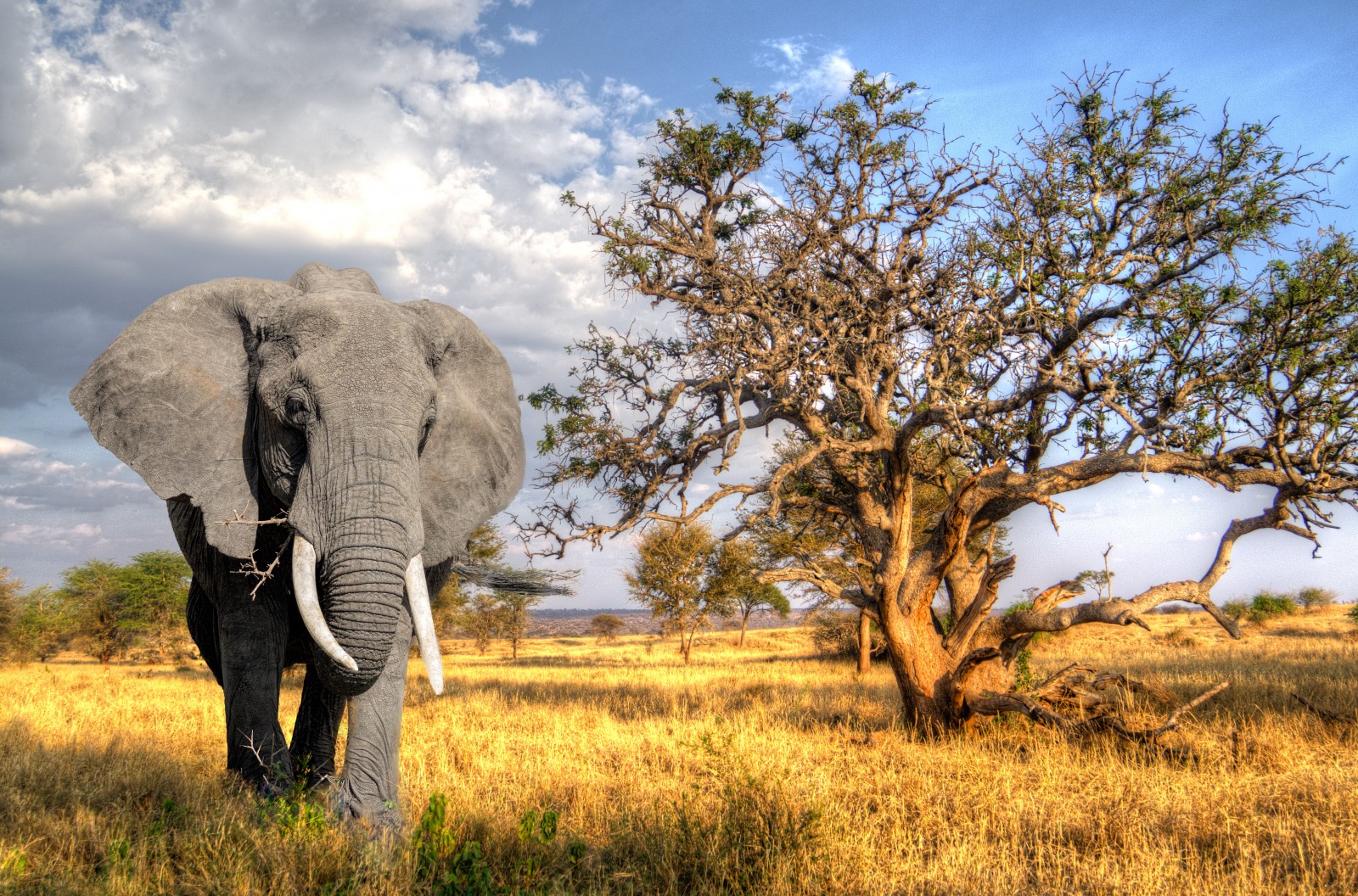 Safari in Tanzania: una guida pratica