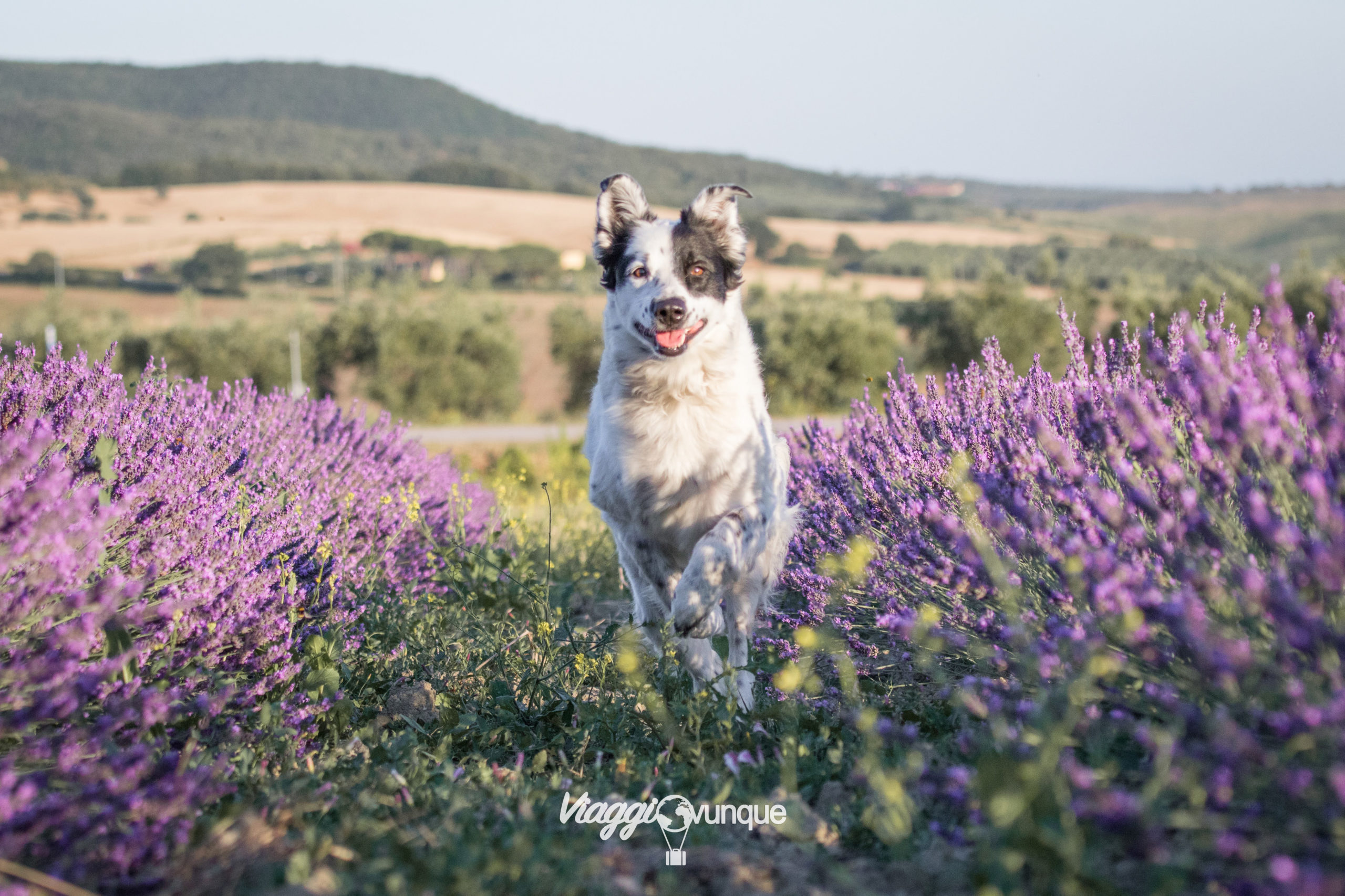 Fioritura campi di Lavanda in Toscana Fioritura campi di Lavanda in Toscana