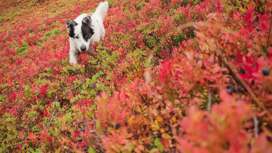 Brughiere di Mirtillo in Autunno: quando le montagne si colorano di rosso Brughiere di Mirtillo in Autunno: quando le montagne si colorano di rosso