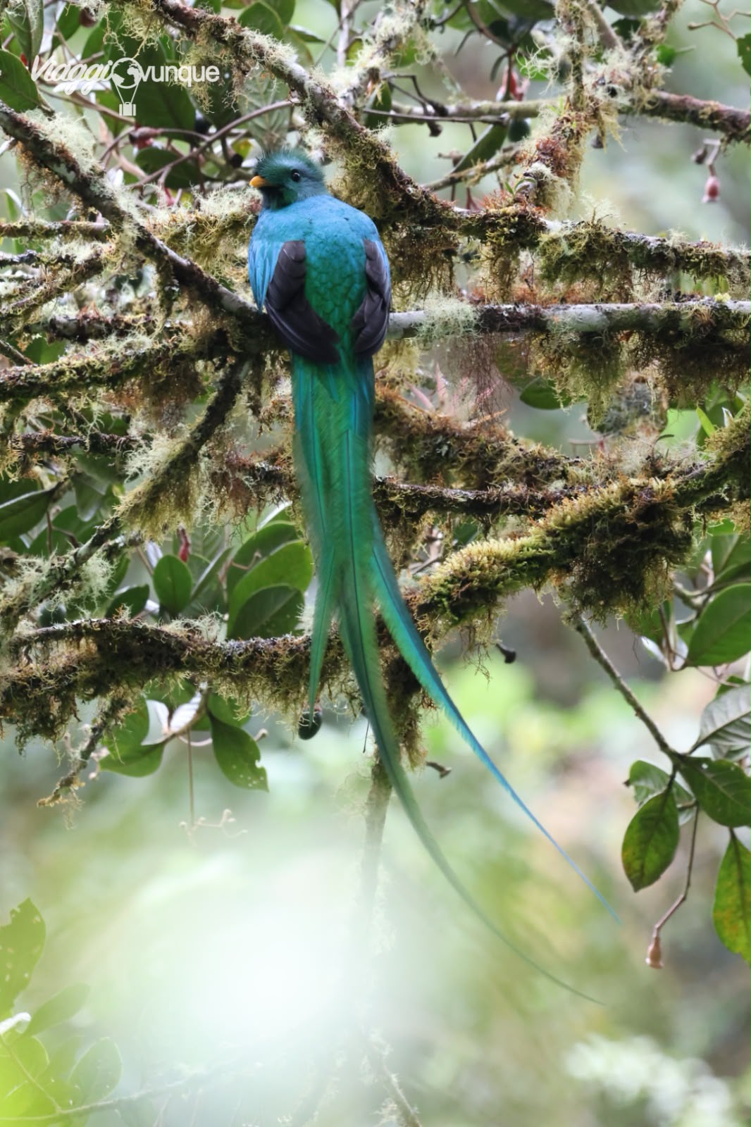 vedere il quetzal